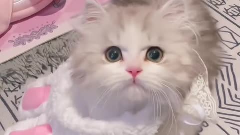 What a cute cat, are you tempted?