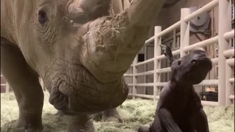 This rhino calf, still unable to walk, leans on its mother's side