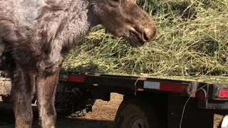 True Canadian Cowboy: Being Robbed By A Moose🦌😎🍺