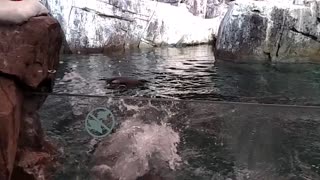 Adorable penguin attempts to escape