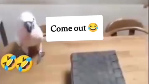 Funny 🦜😹