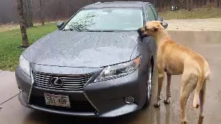 Great Dane cleans Lexus