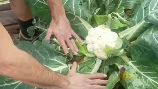 Harvest Cauliflower
