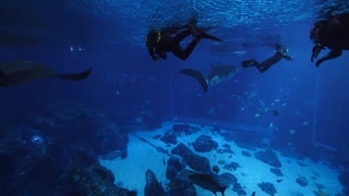 Swimming with the Gentle Giants at the Georgia Aquarium