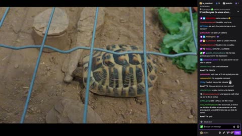 2023-02-19 (8bis.1) - Loot d'une tortue - Twitch Meutemediatique (version avec chat)