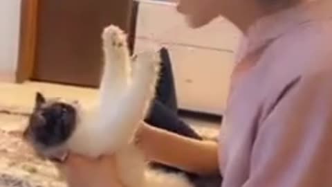 Wao! beautiful cat playing with girl❤️