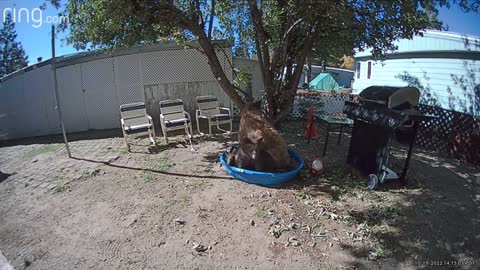 Tahoe Bear Family Has a Pool Party