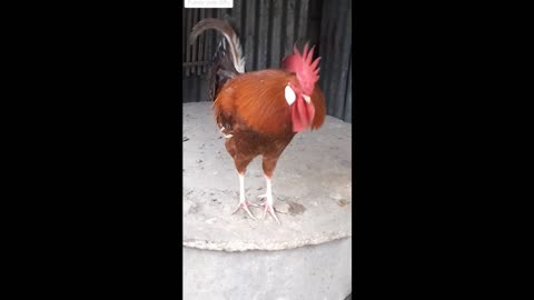 cocks funny video 2023 #cocks#funnyvideo#viral