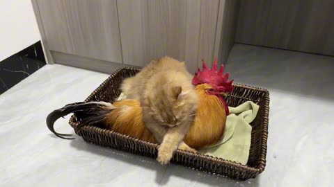 so cute .Funny cat suddenly hugged the rooster tightly for fear that the rooster would run away!