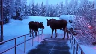 Moose sighting in Fairbanks Alaska