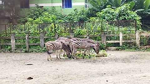 Zebra eating grass