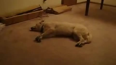 Funny Dog Slepping
