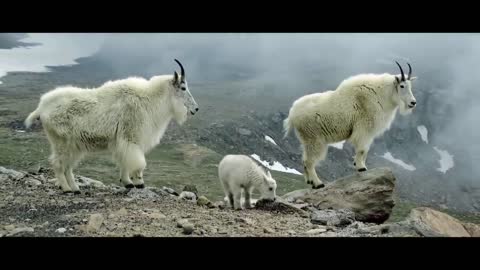 MOUNTAIN GOATS - These Creatures Don’t Care About The Laws Of Physics Despite Their Hooves10