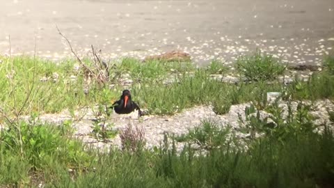 Birding Italy: