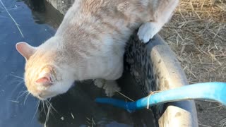 Frosty the Horse Helps Cat Take Unwanted Bath