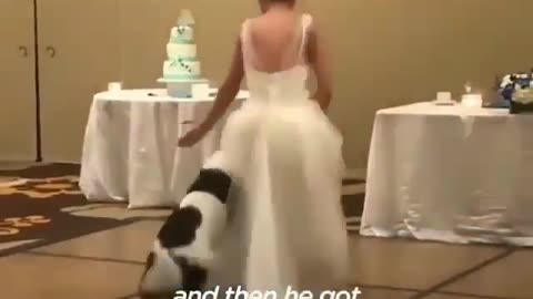 Best wedding dance 💃 💖 have you seen your 🐕 dancing like this😏