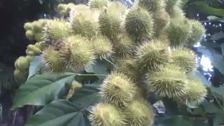 Árvore de urucum no jardim botânico, um fruto usado na culinária [Nature & Animals]