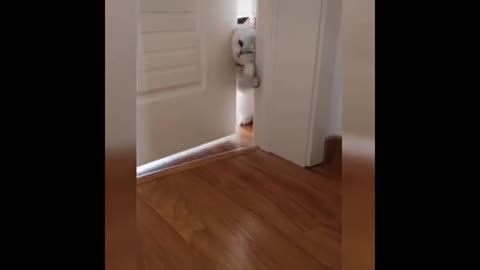 Cat 😸😺😺😺😺 funny video