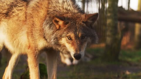 Nice Wolf - a wonderful sight