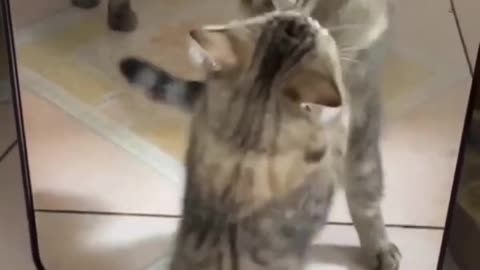 Funniest Cats And Dogs Video