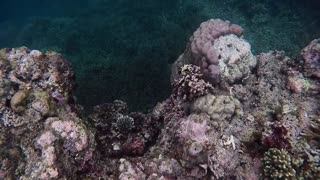 Freediving in Tonggo Bay