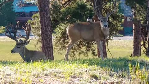 Bird on top of two bucks Woodland Park , CO August 4, 2020