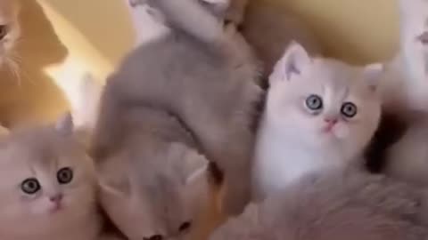 I Love These Cats! They're Awesome. Mrizhanwaqas143