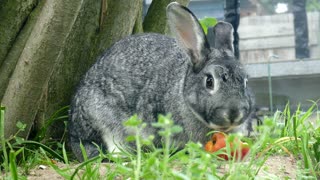 rabbit eating carrot