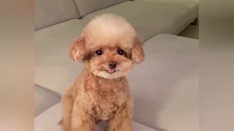 Puppy Show - Emojis by Dog 😀😑😛😝
