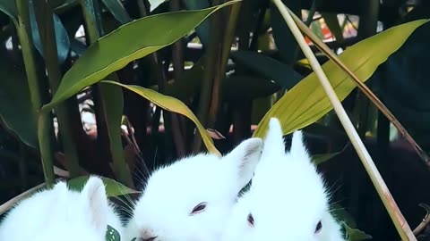 Wildlife of Small Rabbit