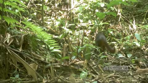 Types of Native Indonesian Forest Cats whose populations are threatened with extinction