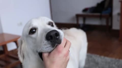 Funny Dog Bailey Plays with Tennis Ball with His Owner