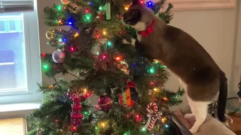 Cat in tree