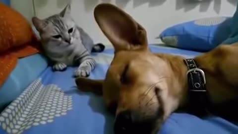 Dog Sleep Farting Makes Cat Angry#1