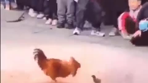 The fight between cock and chick😂