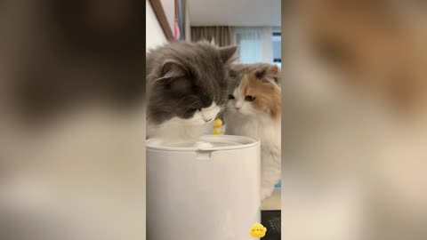 Two obedient babies who love to drink water