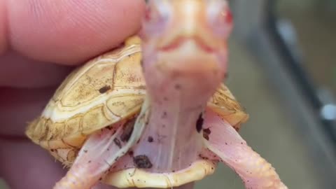 Tyson the Albino Eastern Box turtle!