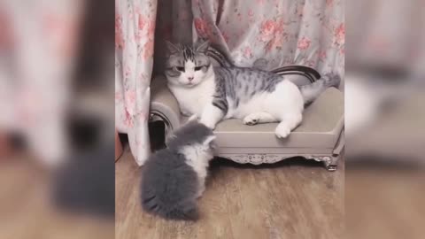 strange cat fight