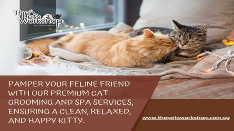 Cat Spa Singapore is an essential part of maintaining your feline’s health- The Pets Workshop