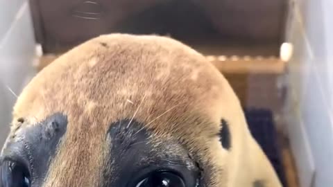 Irresistible Seal Melts Hearts with its Puppy-Eye Magic!