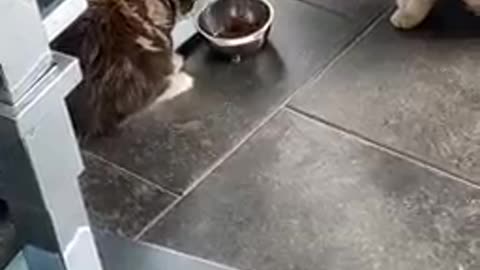 Cat Slams Face of Other Cat into Food Bowl They Were Eating From