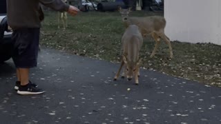 Idaho Man Makes Friends With Local Deer