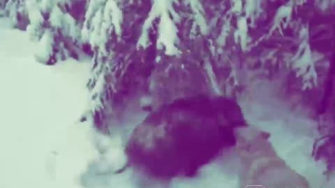 Laika hunts a boar in Russia