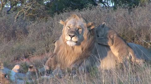 Male lion playing with cubs at Shamwari