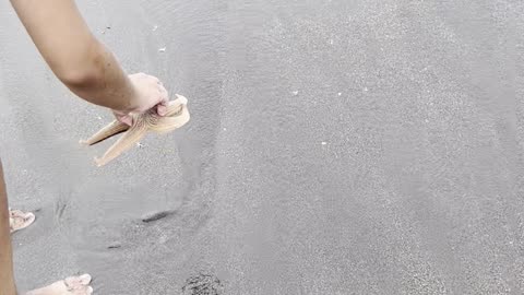 Strong Ground Swells Cause Numerous Strand Starfish on Beach