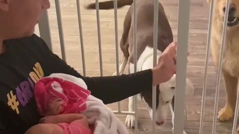 "Paws and Cribs: Doggie Delight vs Kitty Curiosity in the First Encounter with the New Baby! 🍼🐾