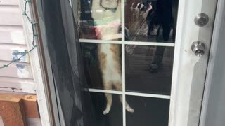 Cat Jumps At Door When Owner Is Outside