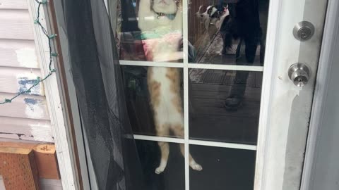 Cat Jumps At Door When Owner Is Outside