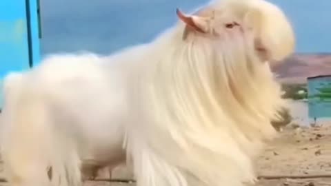 Goats 🐐 natural cuteness