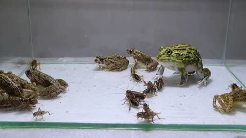 Pacman Frog Crazy Frog Centipede-11